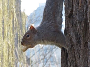 Planet Boston: Eastern Gray Squirrel
